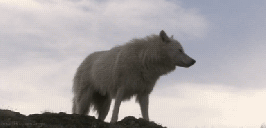 wolf-animated-gif-9.gif?w=382
